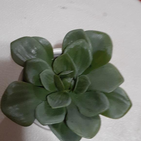 Artificial  Dudley's succulent plant - Picture 3 of 4